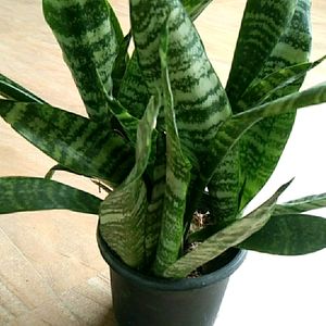 Snake plant Long with pot