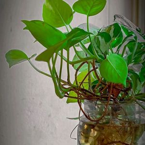 Healthy Real Money Plant With Roots.