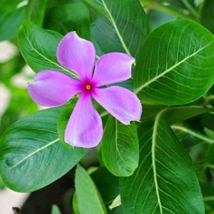 Pink Sadabahar Plant / Periwinkle/ Vinca