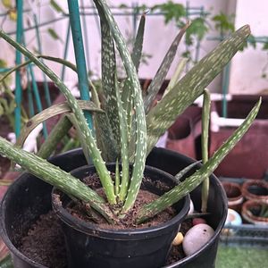 1 Pc Aloe Vera baby Plant In 4" Nursery Pot