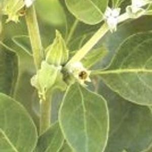 Ashwagandha Plant