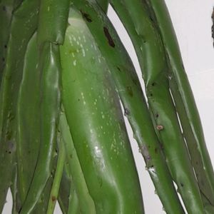 ALOVERA/ghritakumari plant