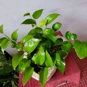 Evergreen Money Plant 🌱 & Pot