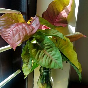 Pink Synchonium Set Of 4 Plants