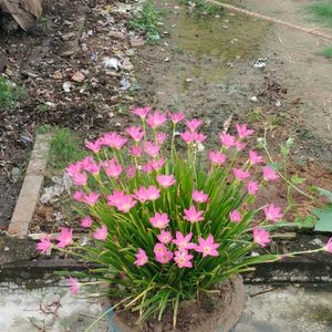 Rain Lily 3 Plants