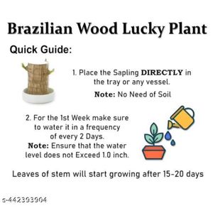 Lucky wood, Brazillian wood, Good luck Live Plant