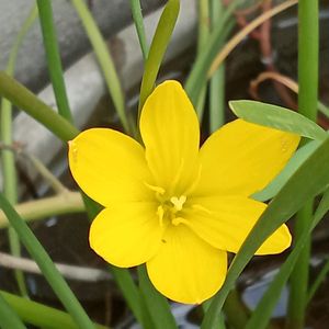 Flower's Plant and Ornamental Plants