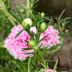 Portulaca Plant