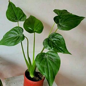 Alocasia cucullata(Elephant Ear) Plant 🌵