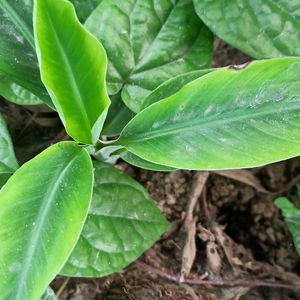 Dwarf Banana Plant