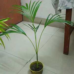 Areca Palm 2.5'