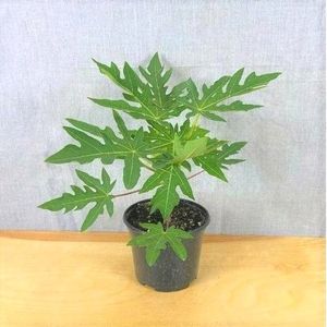 Hybrid Papaya Plant +Free Seeds