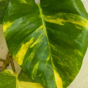 Lemon Meringue  Phothos Rare Money Plant Big Leaf