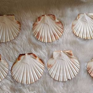 Scallops Shell