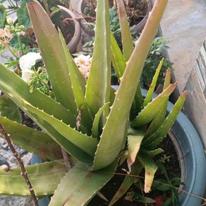 Aloevera Plant ☘️