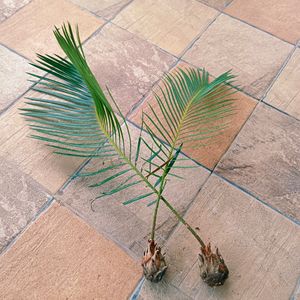 Sago Palm Plant With Bulb