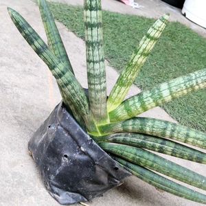 Rare Sansevieria