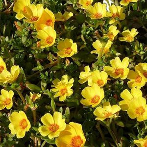 Combo Of 4 Type Portulaca