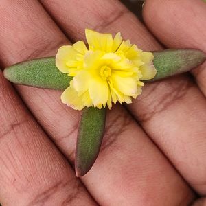 Cinderella Cutting 3 Variety