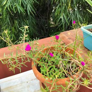 Pink Grass Plant