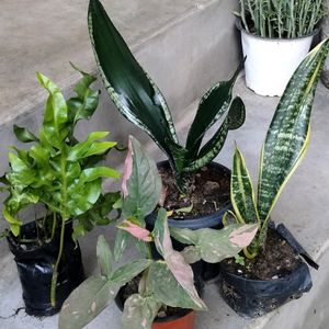 Air Purifying Plants (Four Varieties)