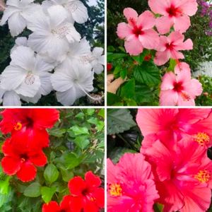 Combo Of 4 Color Hibiscus Plant With Root