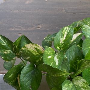 Golden Pothos (Also known as Money Plant)