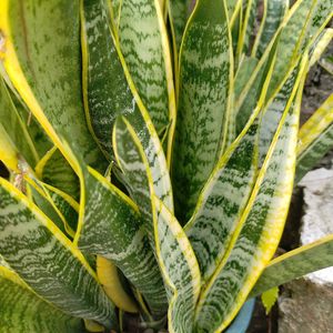 Snake Plant For Indoor, Outdoor,Balkony And More