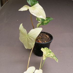 SYNGONIUM ALBO