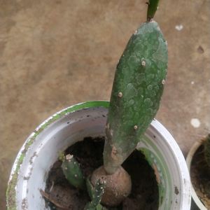 Combo Of 2 Variety Cactus Plant Wth Root