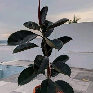 Rubber Plant (indoor & outdoor)