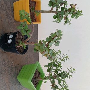 JADE/Good Luck Plants