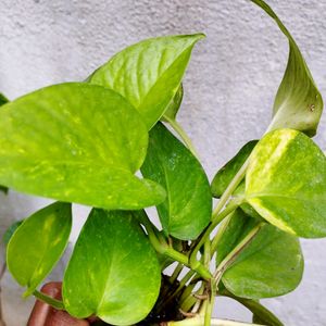 10 Plants 🌺💐 At Lowest Price ....Make Your Home