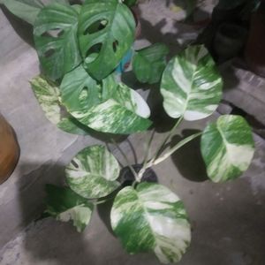 Combo 2  Big Leaf Phothos Mony Plant + Monestera