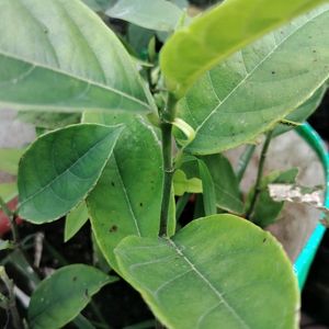 Jackfruit Live Plant