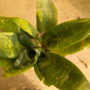 Sansevaria Bird Next Snake Plant Healthy With Root