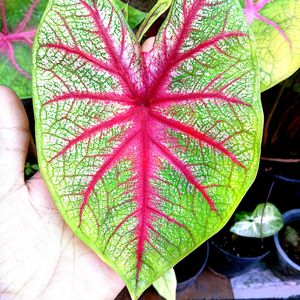 Caladium Plant