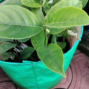 Jackfruit Live Plant