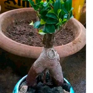 Beautiful Bonsai Ficus Plant With Root