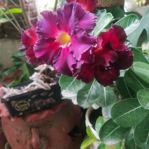 Beautiful Adenium Mock Desert Rose Flower Plant