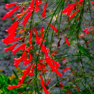 Red Blossoms Of A Fire Cracker Russelia Plant