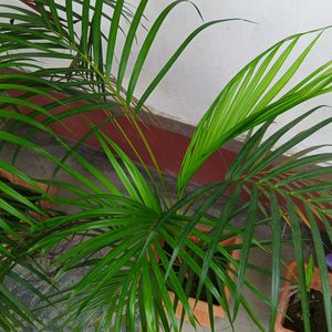 Areca Palm