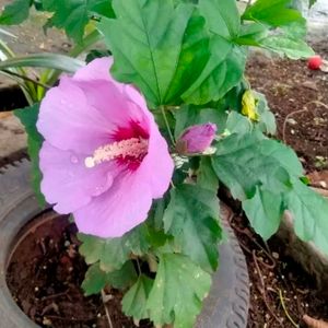 Hibiscus Rosa-sinensis Chinese Hibciscus