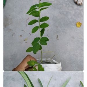 Ficus Plant With Pot & 5 Plan