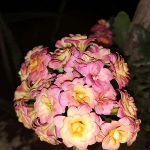 Rare Florist Kalanchoe