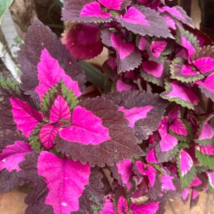 Coleus Plant Cuttings 5 Stems