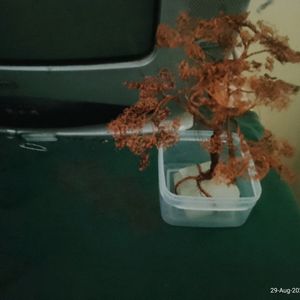 Copper Bonzai Tree