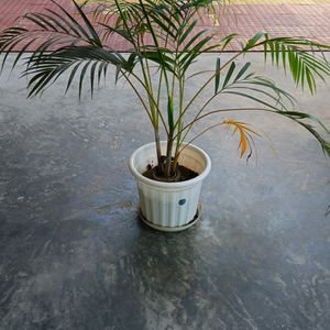 Areca Palm Three Shoots