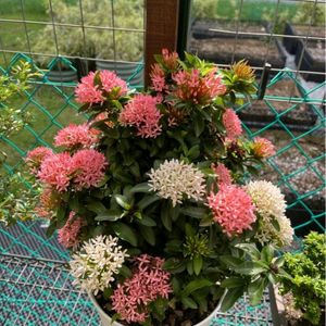 Multicolored Ixora Live Plant