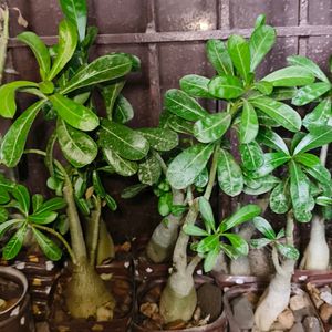 Pink colour Adenium Plant With Pot